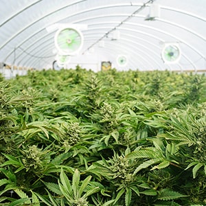 Cannabis Green House